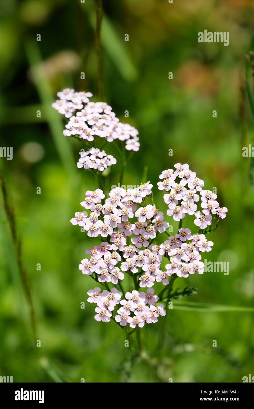 Schafgarbe, Gordaldo, Nasenbluten Pflanze, Achillea millefolium Stockfoto