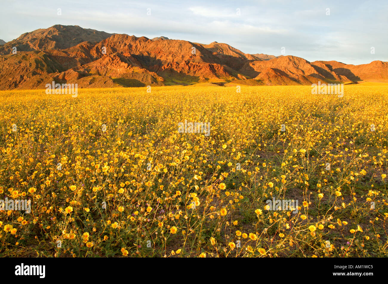 Felder der behaarte Wüste Sonnenblume im Death Valley genannt, oft Wüste Gold bei Ashford Mühle Death Valley Nation in Kalifornien Stockfoto