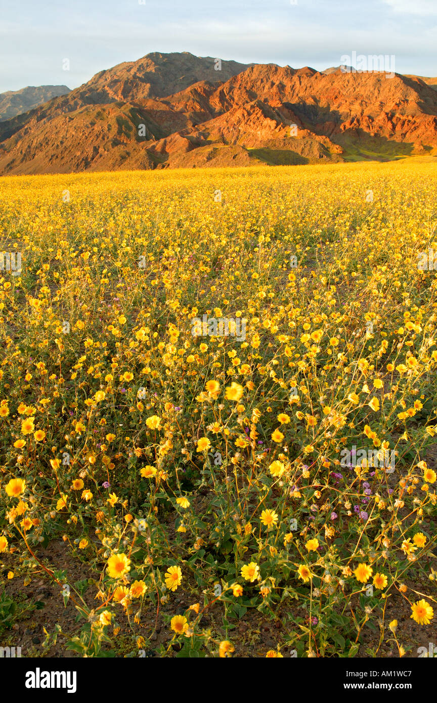 Felder der behaarte Wüste Sonnenblume im Death Valley oft als Wüste gold Geraea Canescens in der Nähe von Ashford Mühle Death Valley Nation Stockfoto