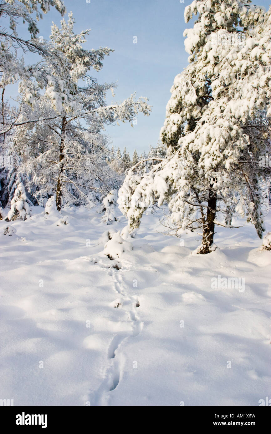 Hirsch-Spuren im Schnee Stockfoto