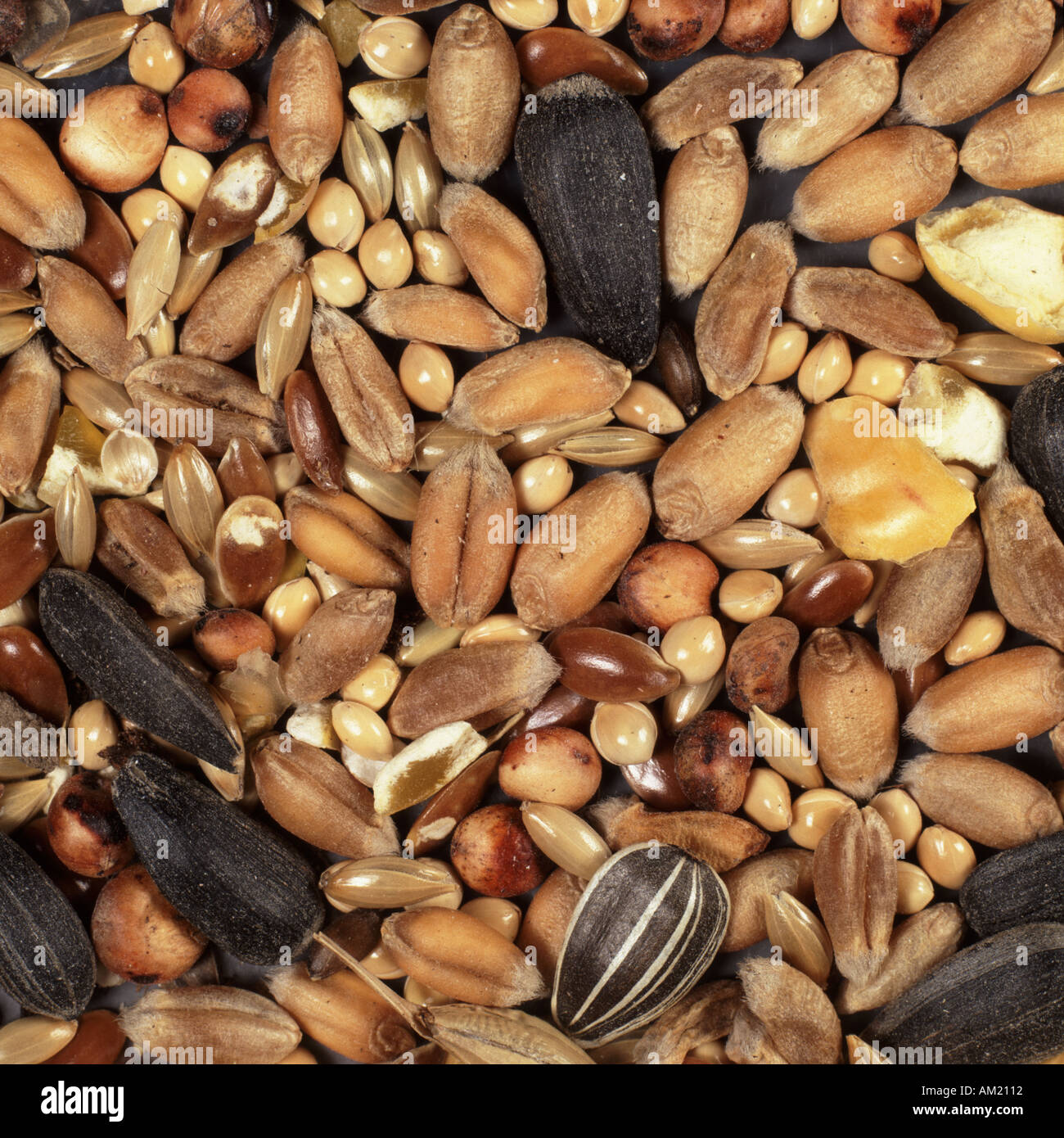 Verschiedene Samen und Körner, aus denen im Handel erhältlichen Vogel Saatgut, Weizen, Hirse und Sonnenblumenkernen Stockfoto