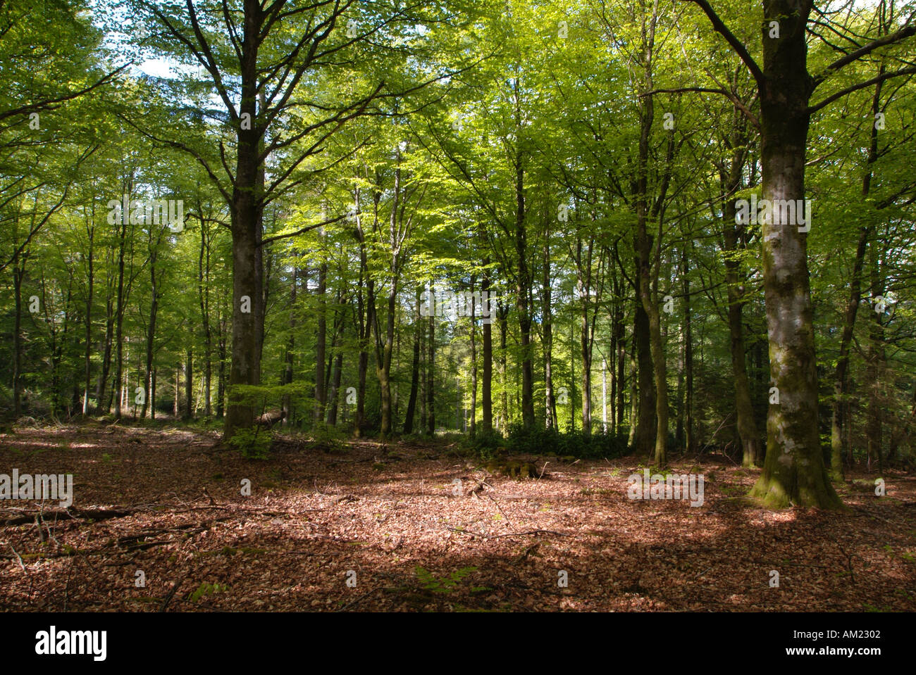 Strand Bäume Wald im Frühjahr Drumlanrig Wald D-G-Schottland Stockfoto