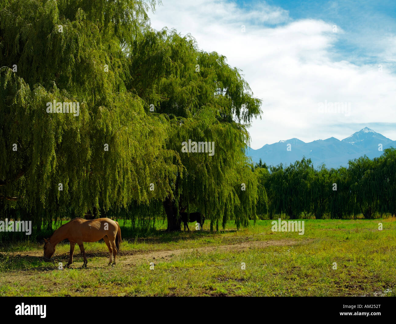 Ein Pferd grasen unter Weiden im Tal am Barreal Calingasta Stockfoto