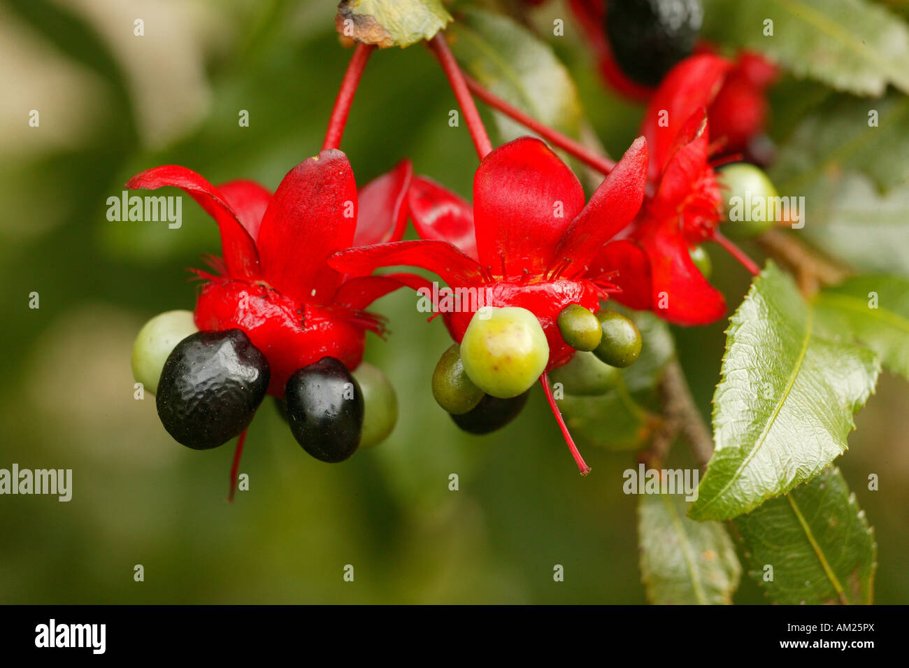 Früchte einer tropischen Fuchsia Spezies (Onagraceae), abends Primose Familie, Südafrika Stockfoto