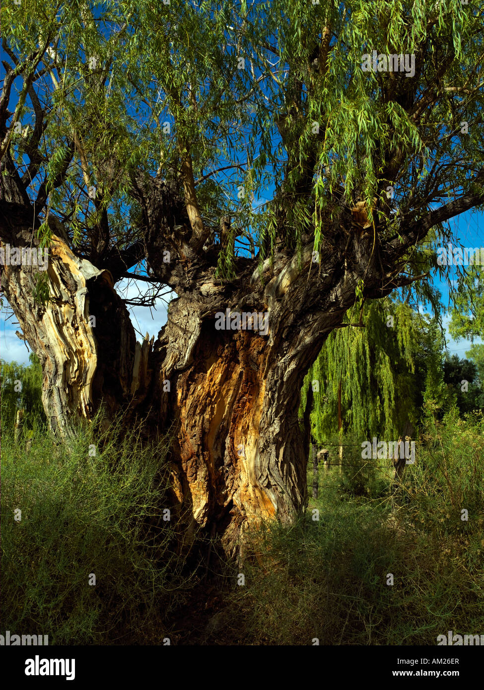 Eine sehr alte und vernarbt Baum wächst im Calingasta Tal am Barreal Stockfoto
