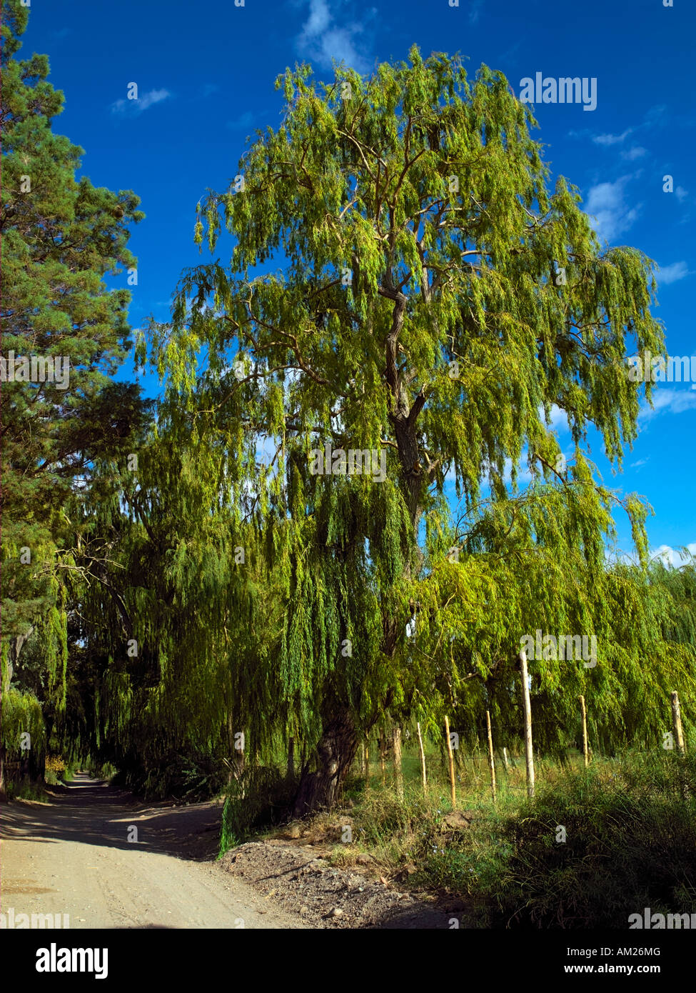 Eine Landstraße in Calingasta Tal Stockfoto
