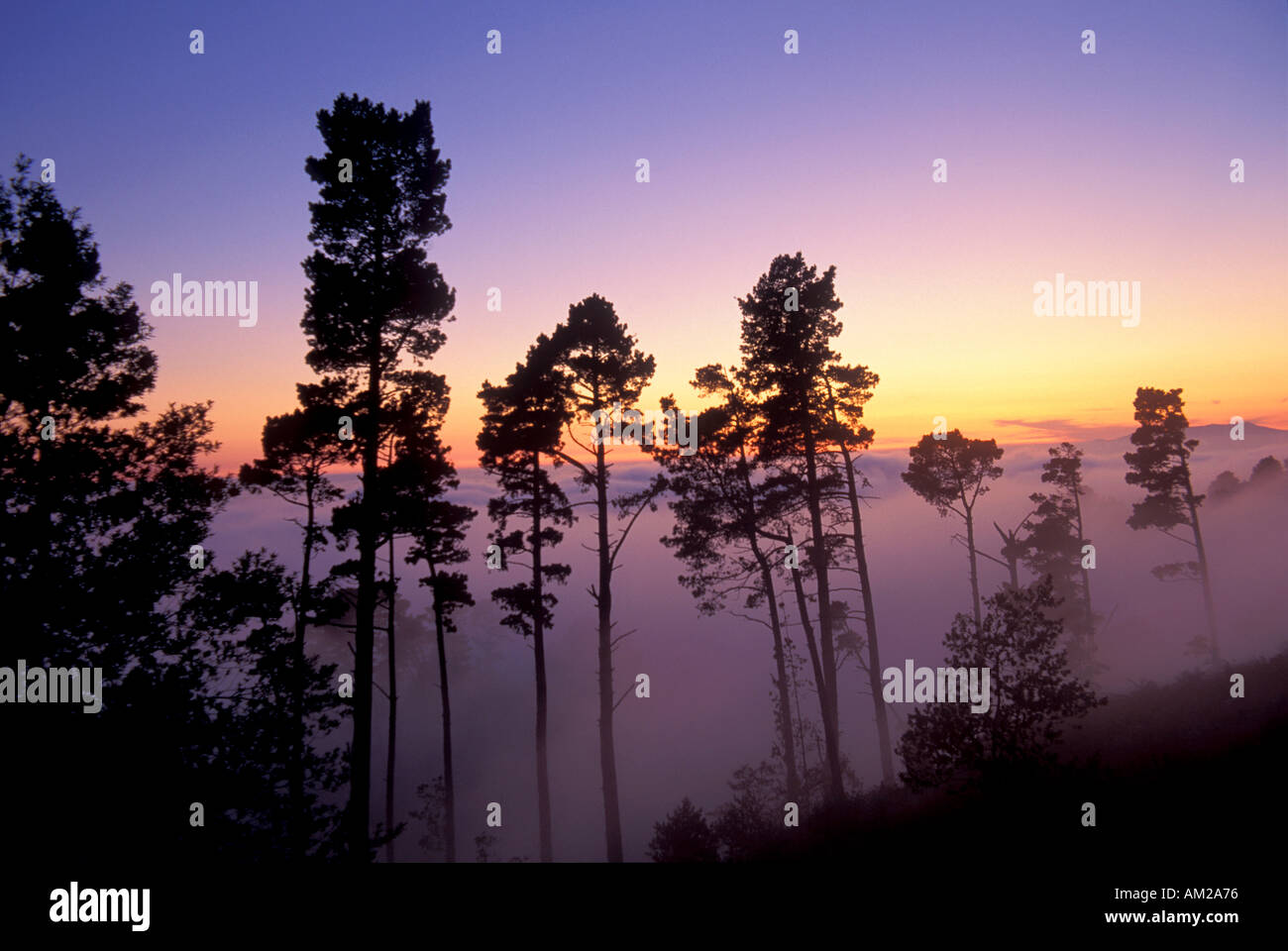 Baumreihe in Zeile Nebel Sonnenuntergang goldenen lila Himmel Tilden Regional Park Berkeley Hügel San Francisco Bay Area California Stockfoto