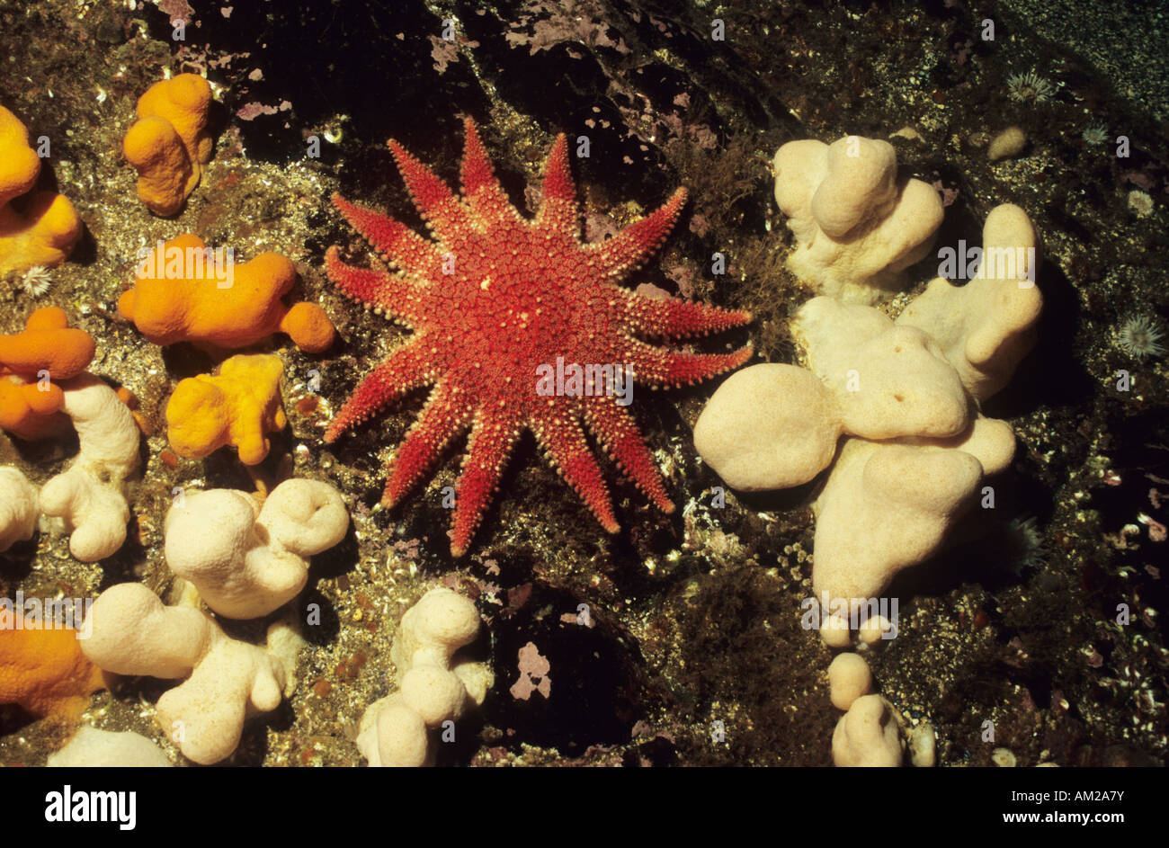 Gemeinsamen Sunstar, Seestern, (Crossaster Papposus) mit Toten Herren Finger, Korallen (Alcyonium Digitatum) Stockfoto