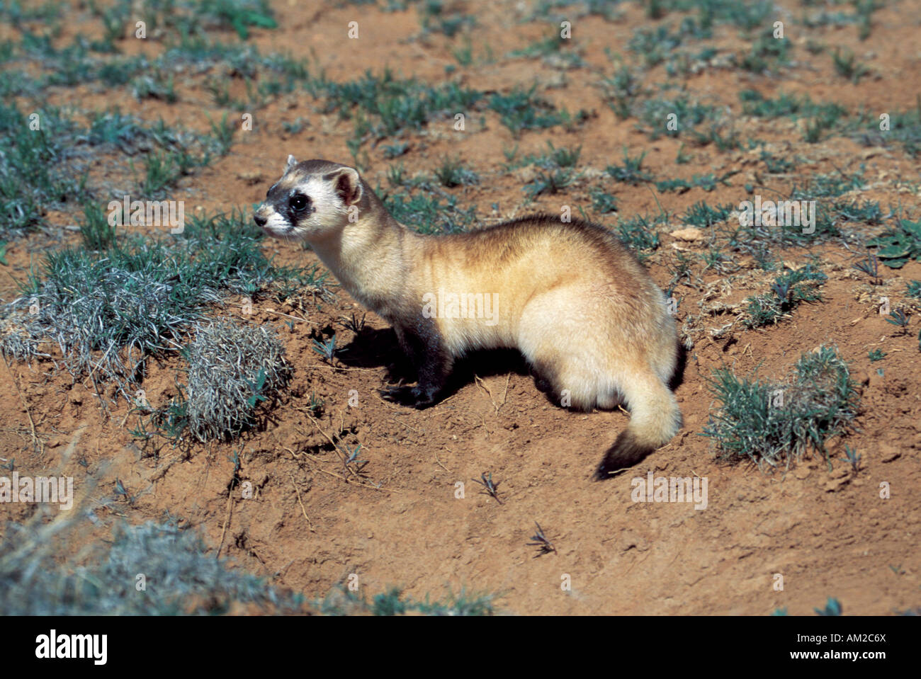 Schwarz – füßiges Frettchen Mustela Nigripes Seligman ARIZONA kann Mustelidae Stockfoto