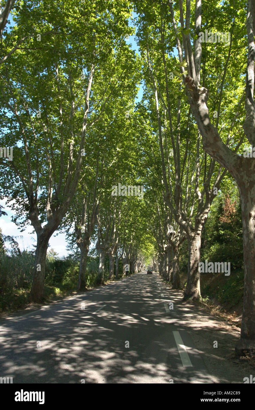 Country Road, Provence, Frankreich Stockfoto