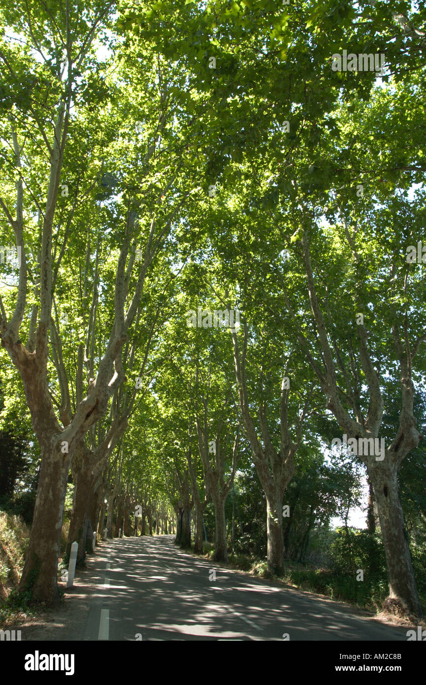Country Road, Provence, Frankreich Stockfoto