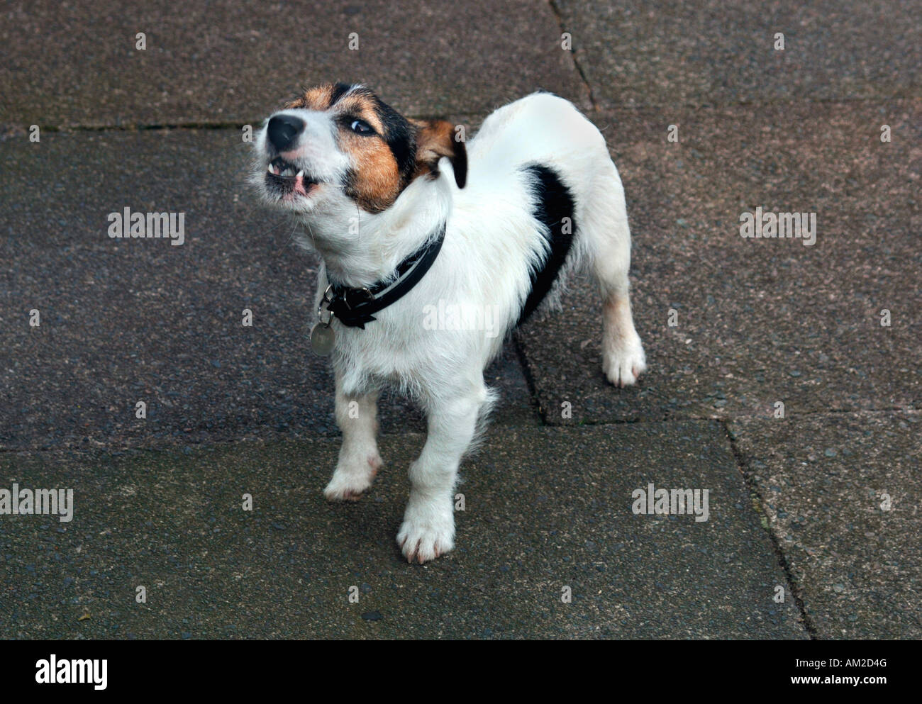 Ein Jack-Russell-Terrier Hund bellen. Stockfoto