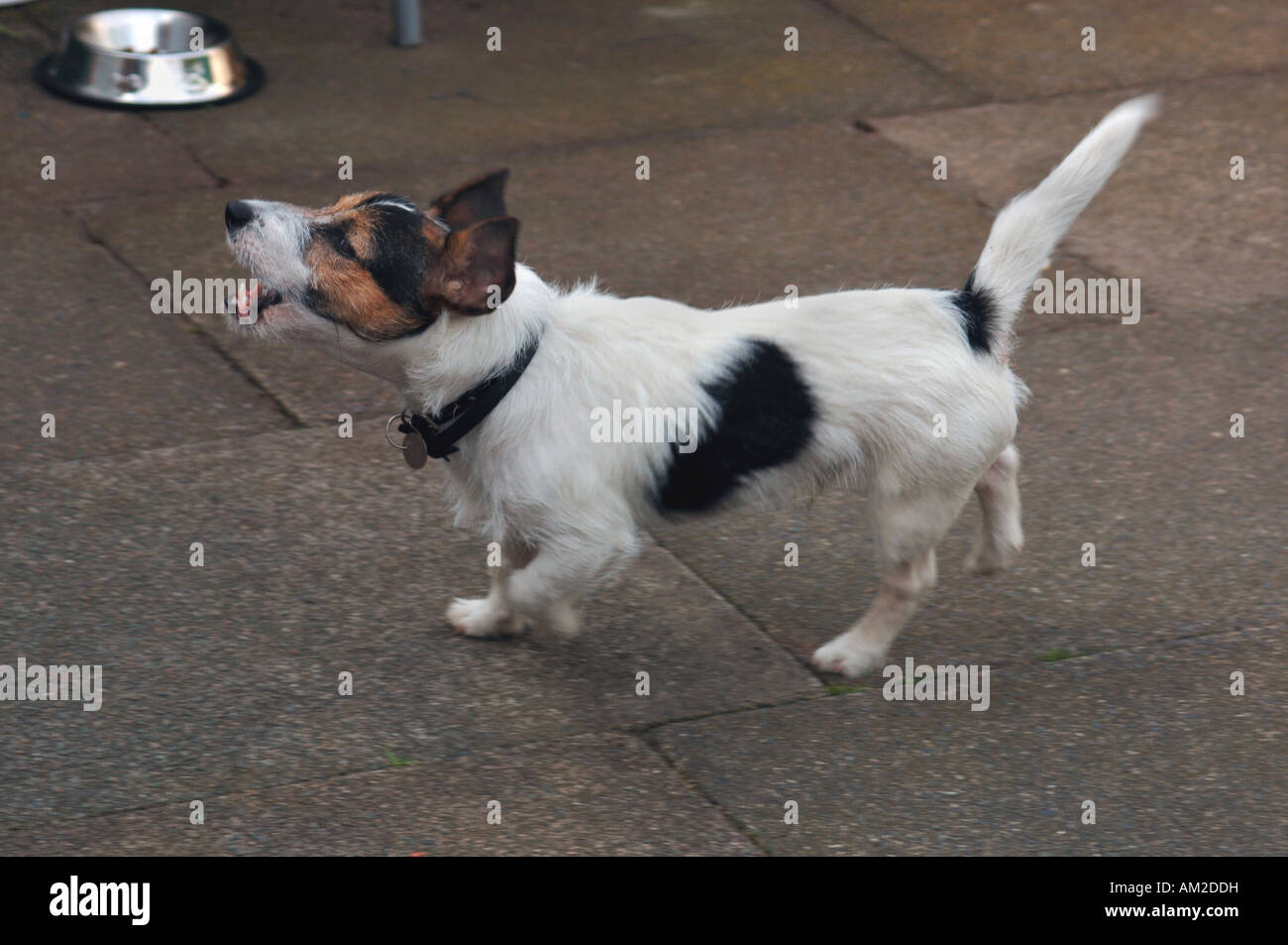 Ein Jack-Russell-Terrier Hund bellen. Stockfoto