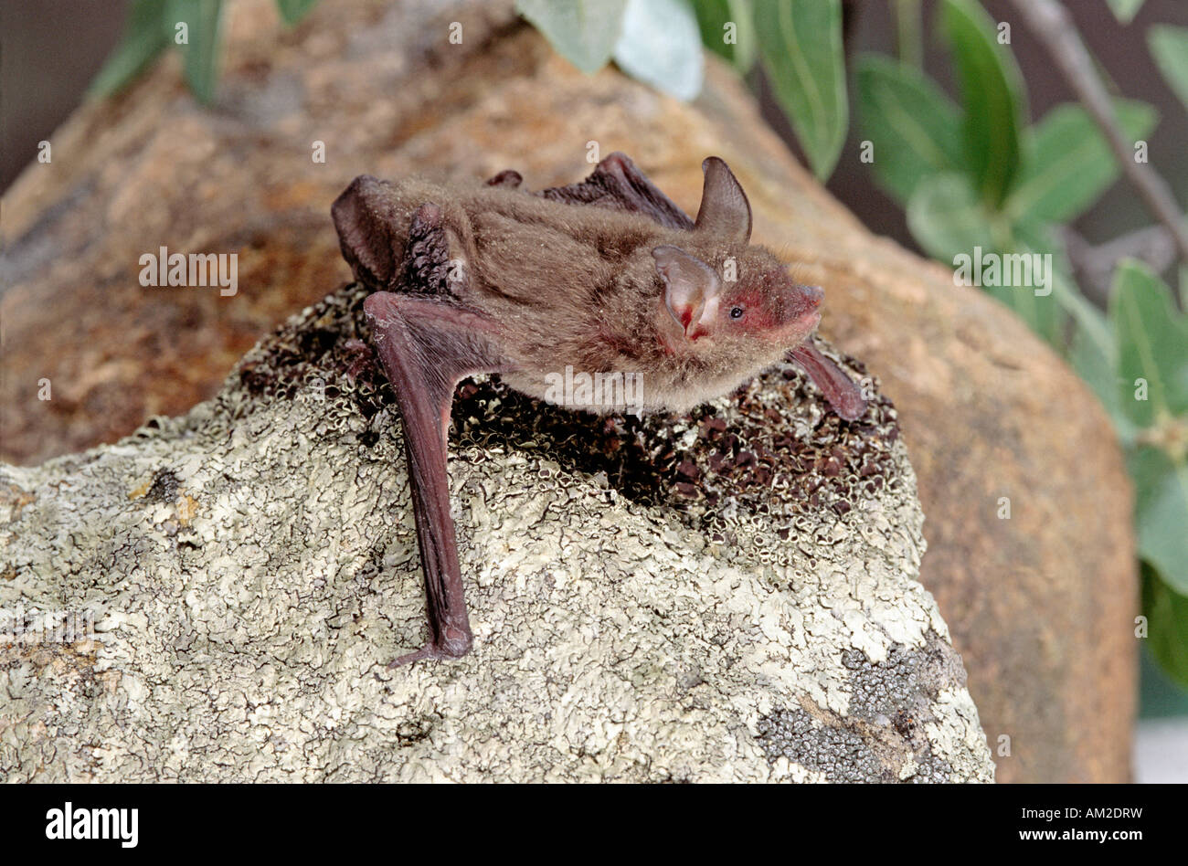 Myotis Myotis Velifer Patagonia Arizona USA August Erwachsenen Vespertilionidae Höhle Stockfoto