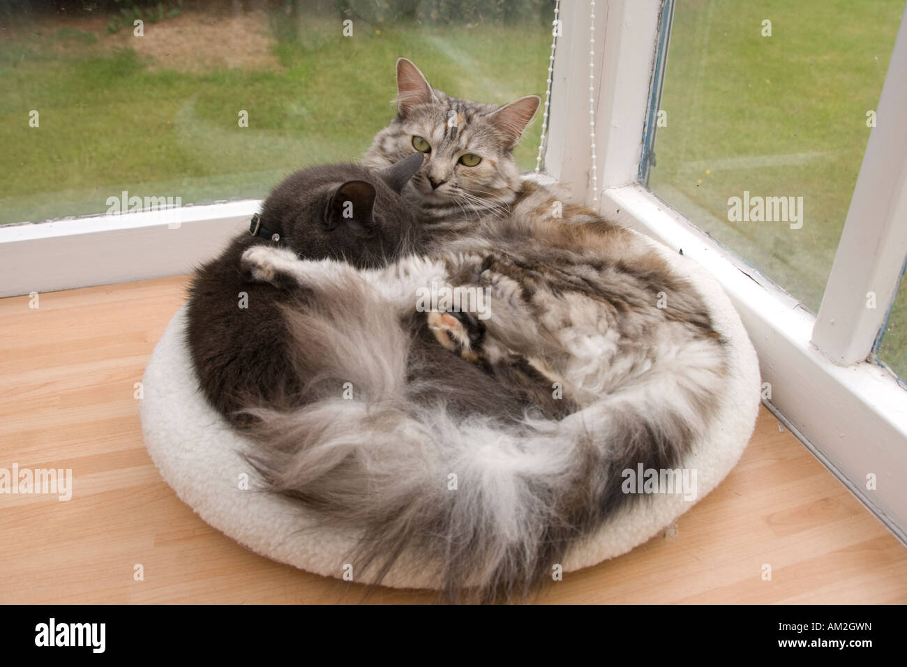 Katzen zusammengerollt zusammen im Donut Bett, man schläft Stockfoto