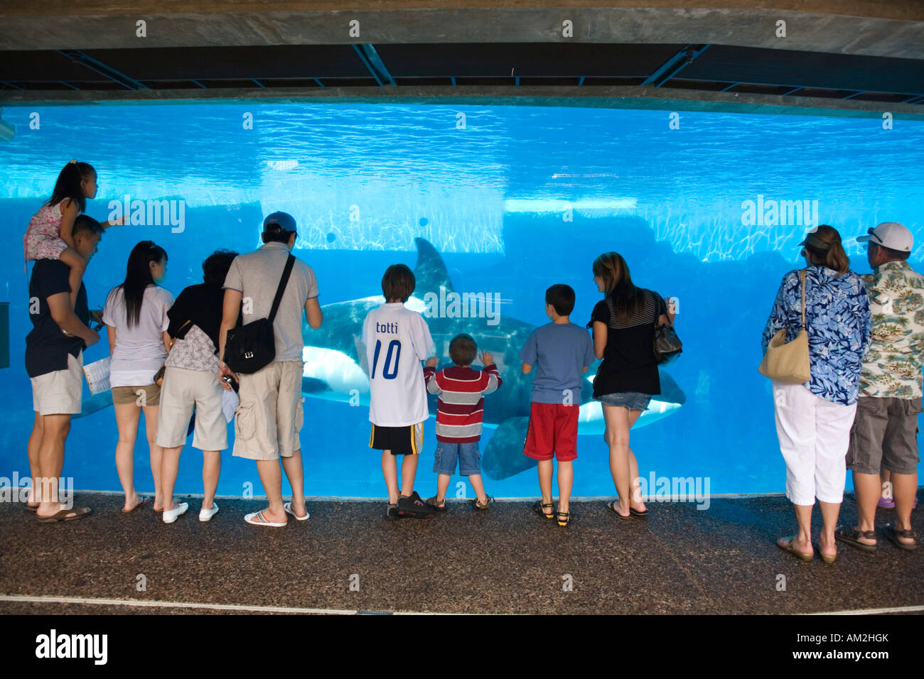 Killerwal Tank Seaworld San Diego, Kalifornien Stockfoto