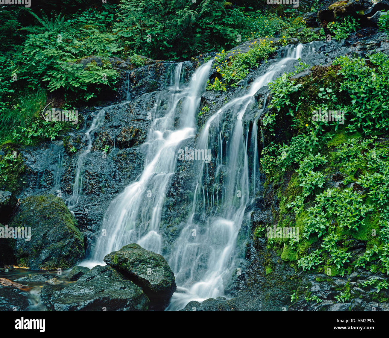 Falls Creek Wasserfall Mt Rainier National Park Washington State USA Stockfoto