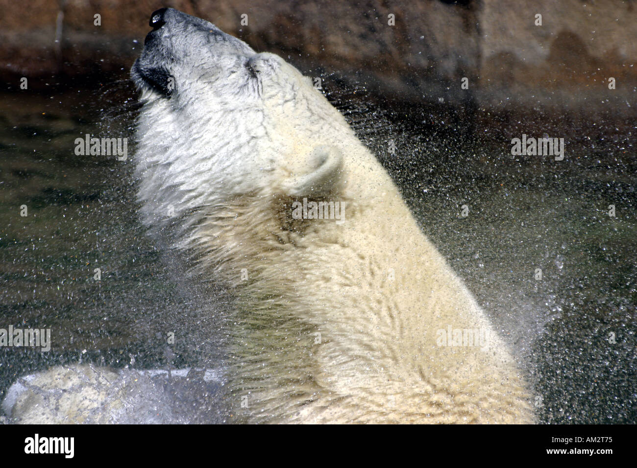 Eisbär Spalshing und schütteln sich in Wasserbecken Stockfoto