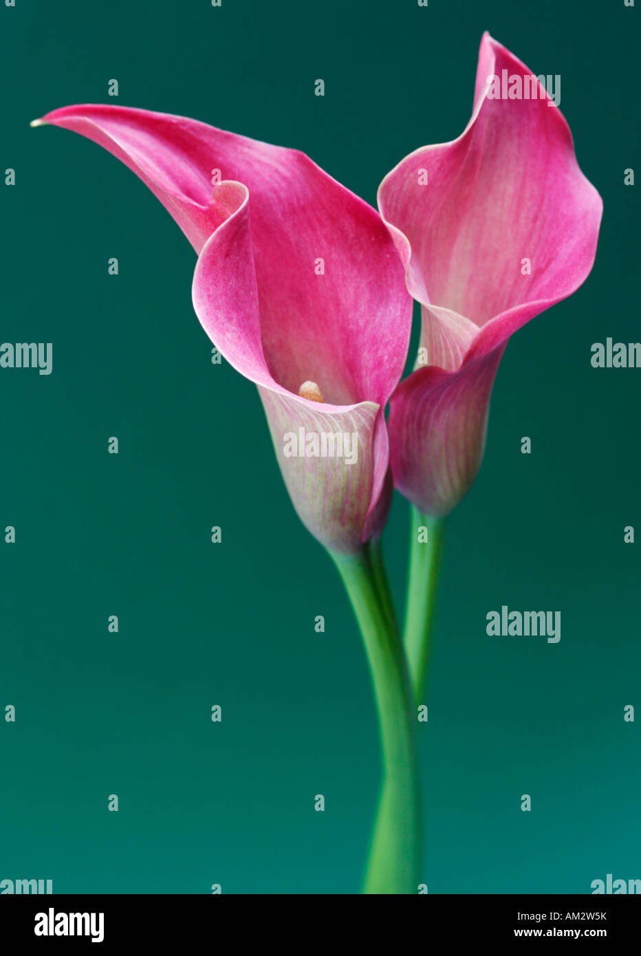Zantedeschia Stockfoto