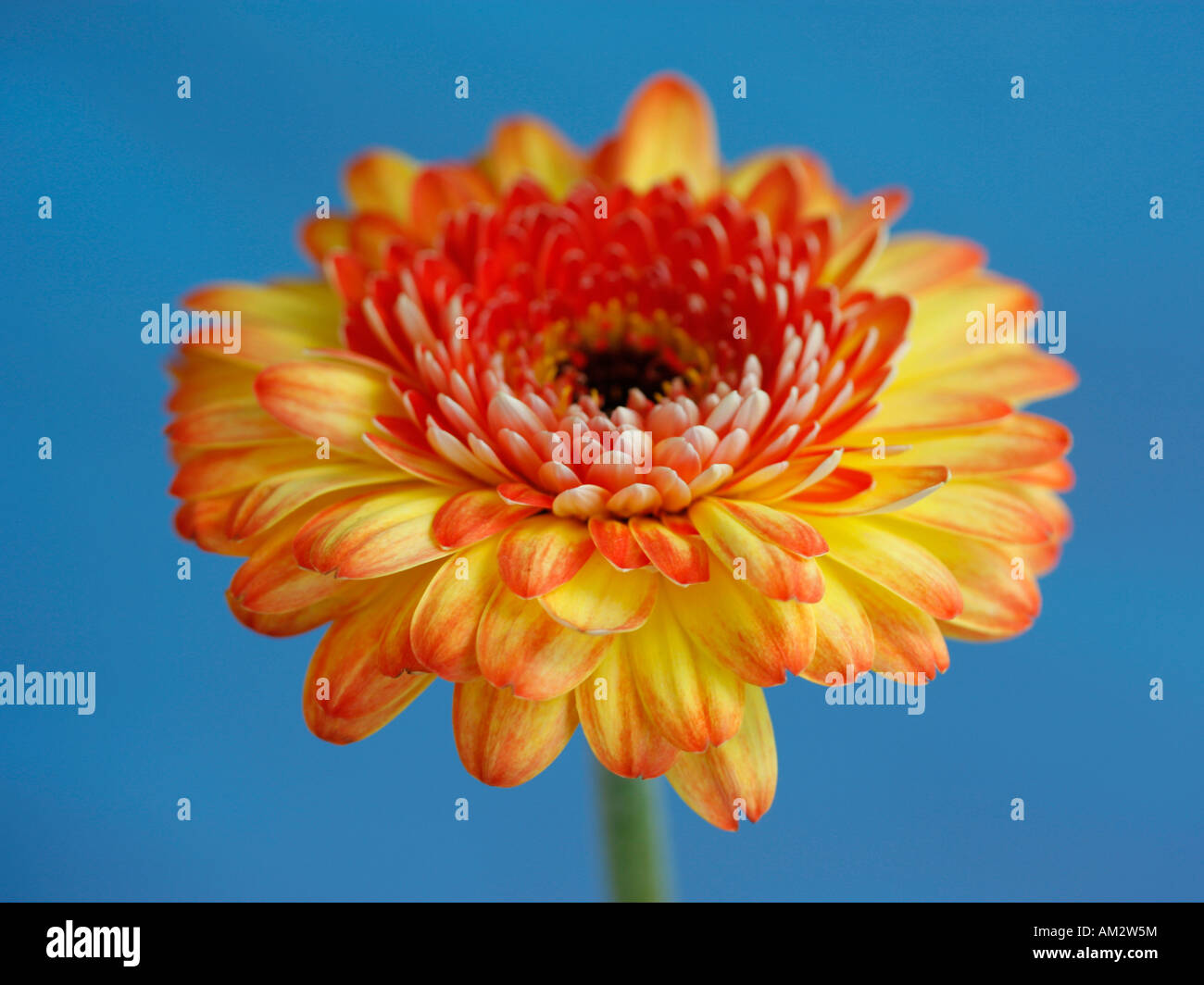 Blaue zierpflanze Fotos und Bildmaterial in hoher Auflösung Alamy