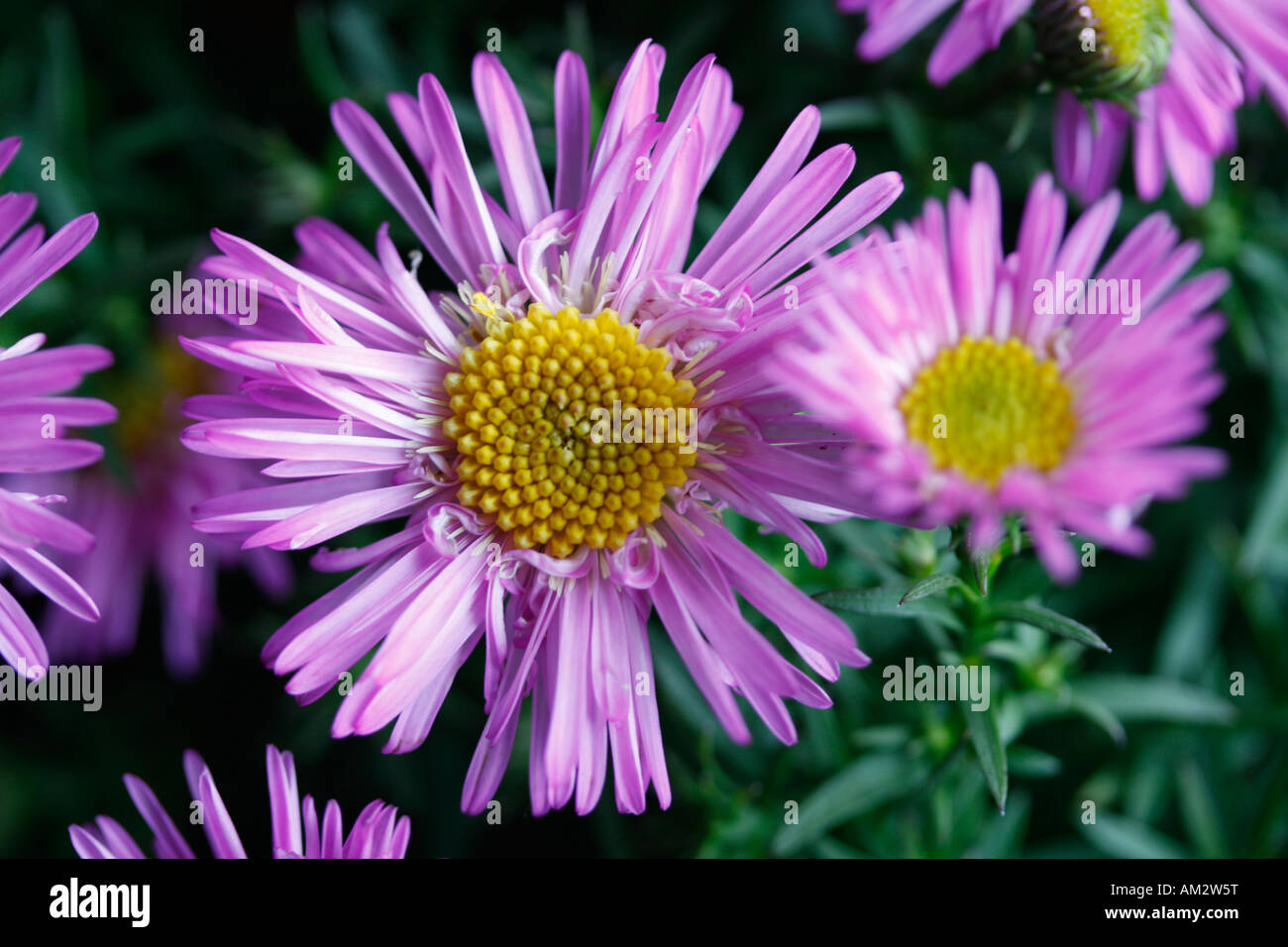 Aster Stockfoto