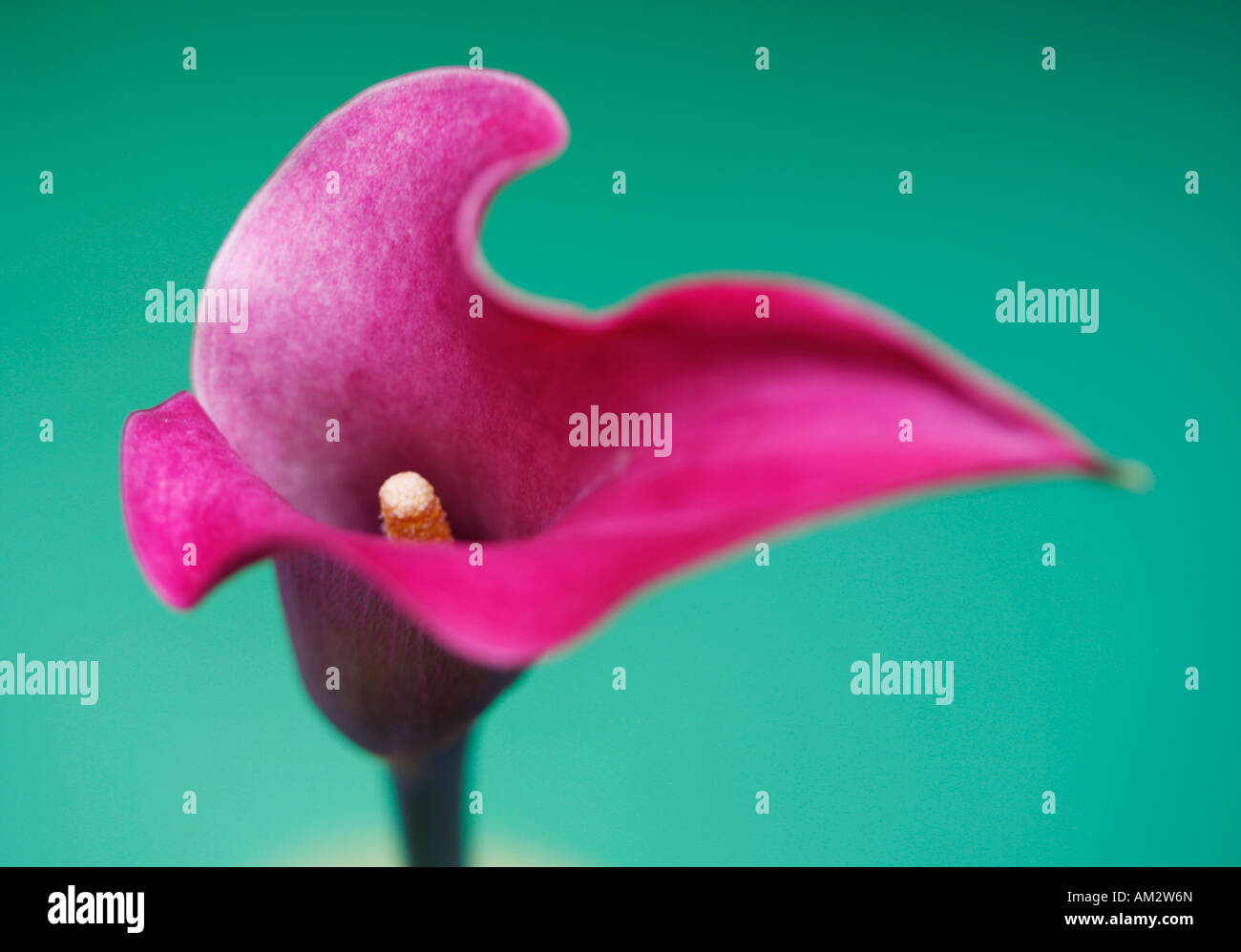 Calla Stockfoto