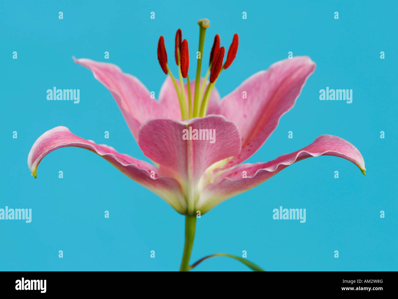 Lily Stockfoto