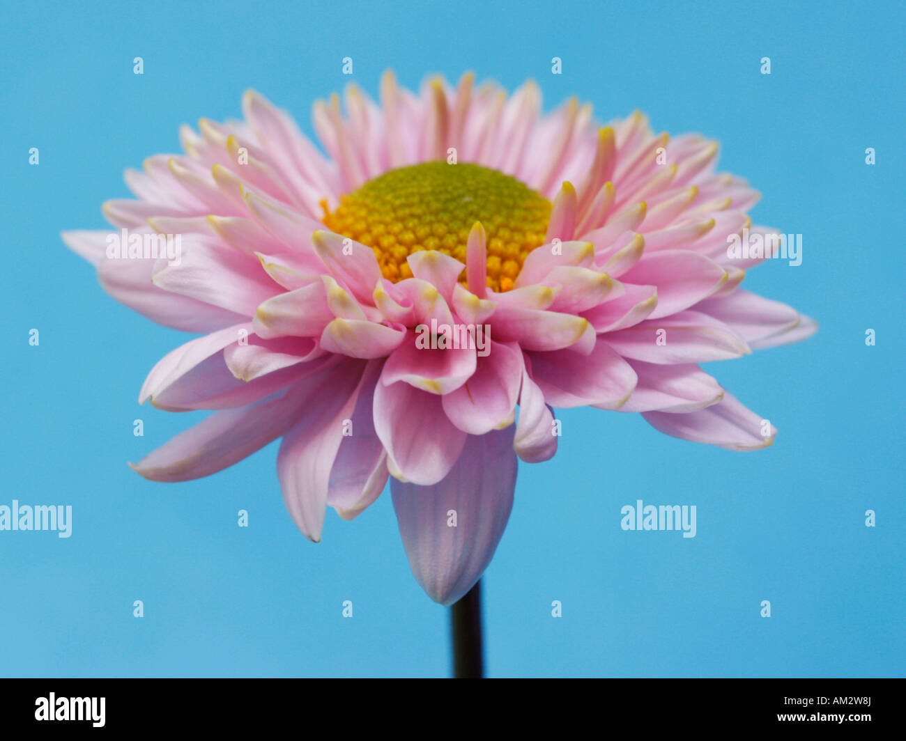Aster, Winter aster Stockfoto