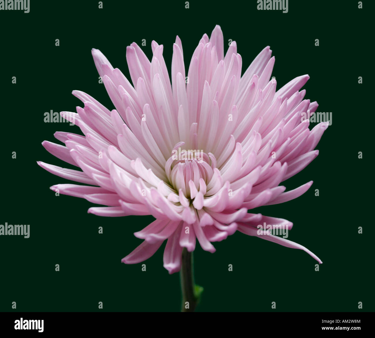 Chrysantheme, Chrysanthème Stockfoto