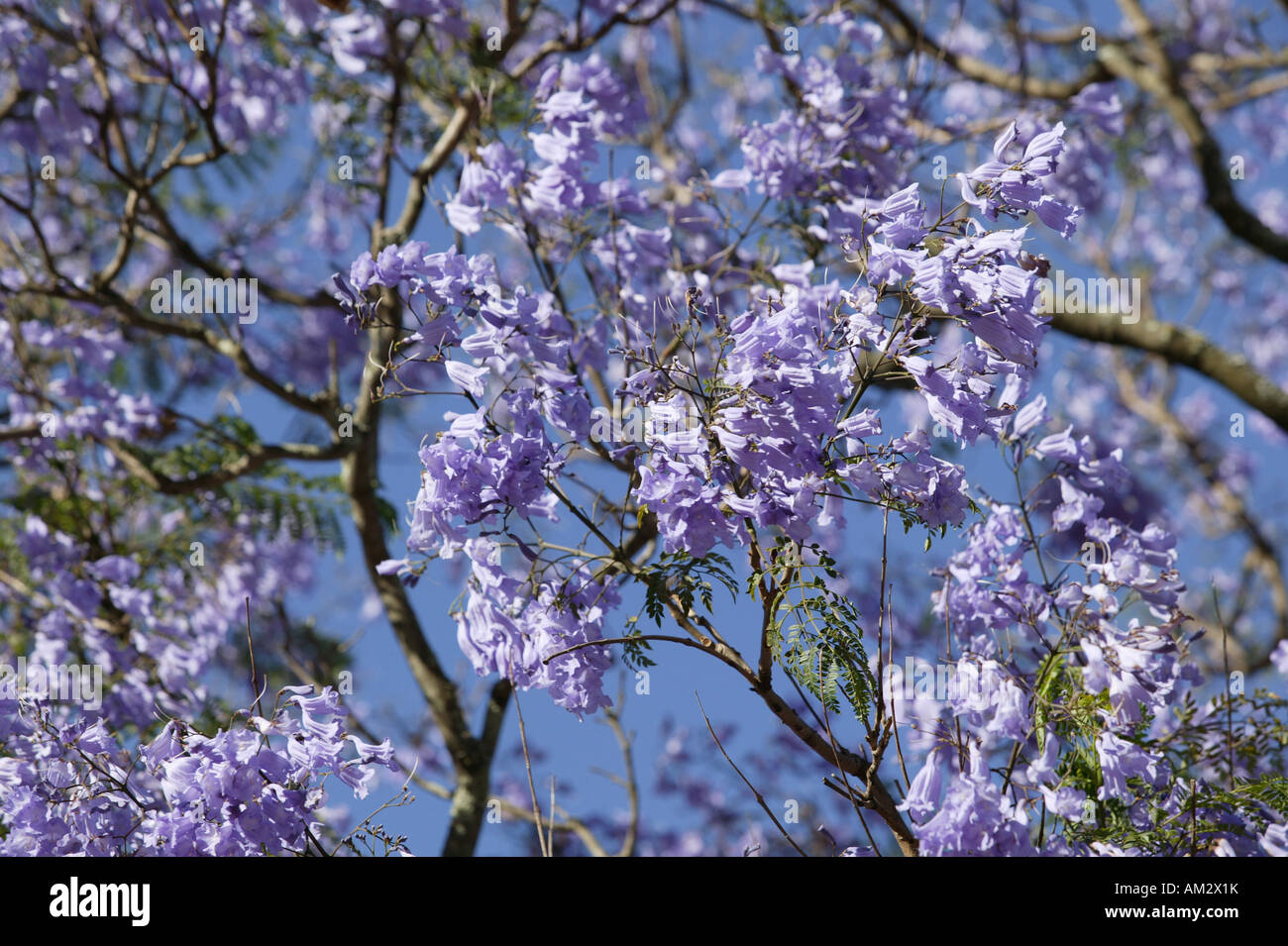 Palisander Baum Jacaranda Mimimosifolia, Kapstadt, Suedafrika Stockfoto