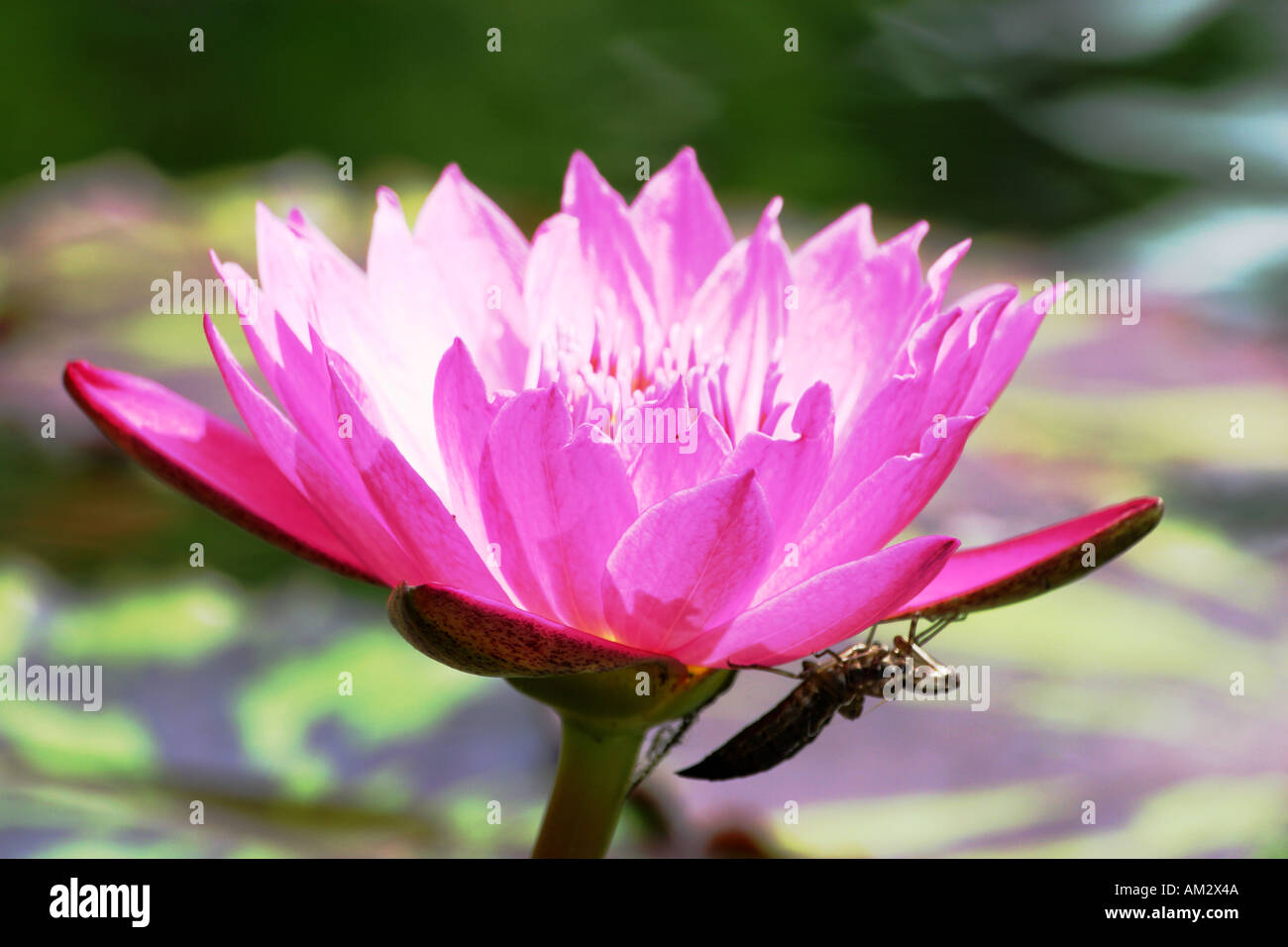 Schließen-Uo einzelnen Lilly Blume Stockfoto