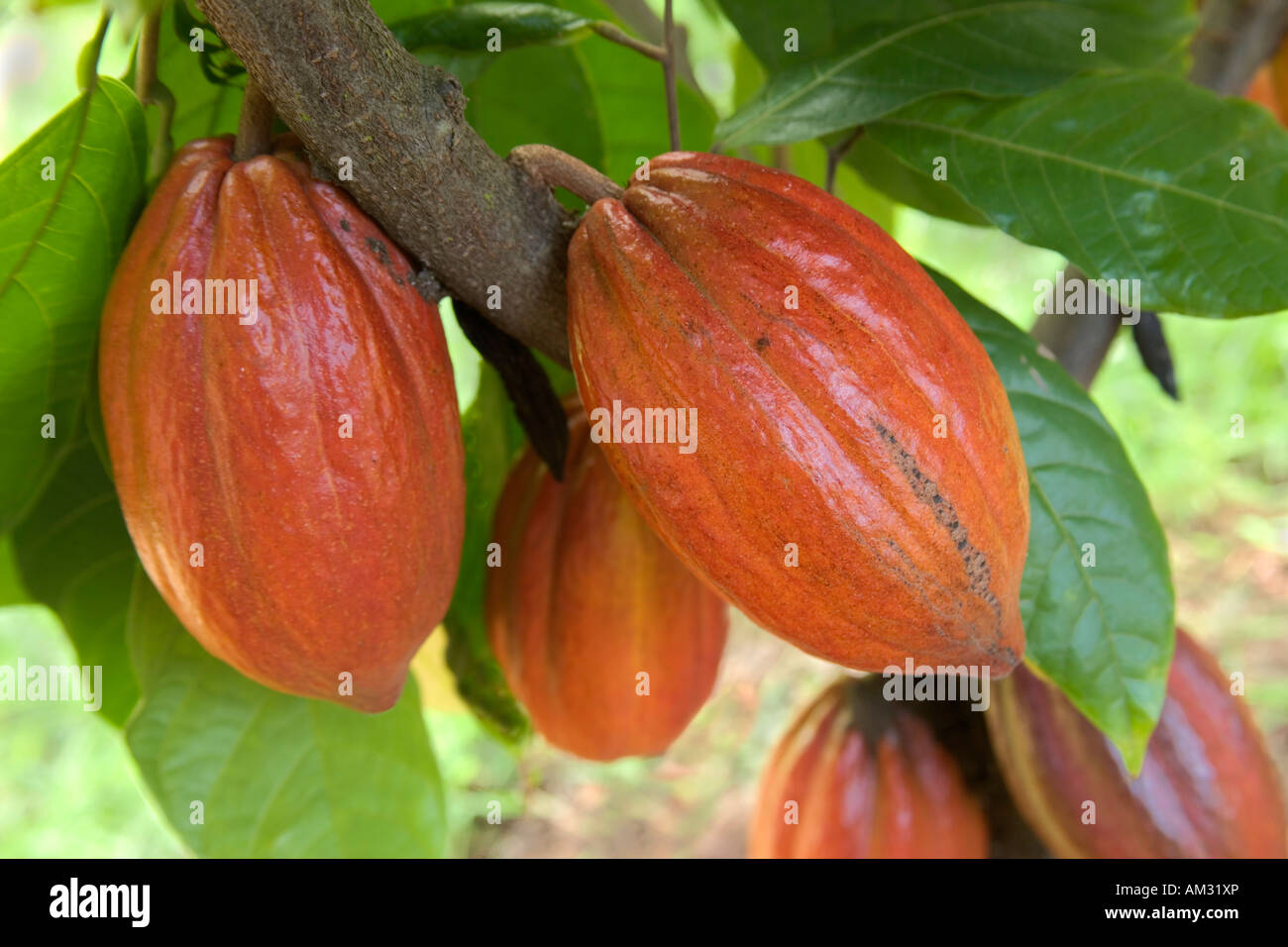 Reifende Kakao Hülsen auf Baum wachsen. Stockfoto