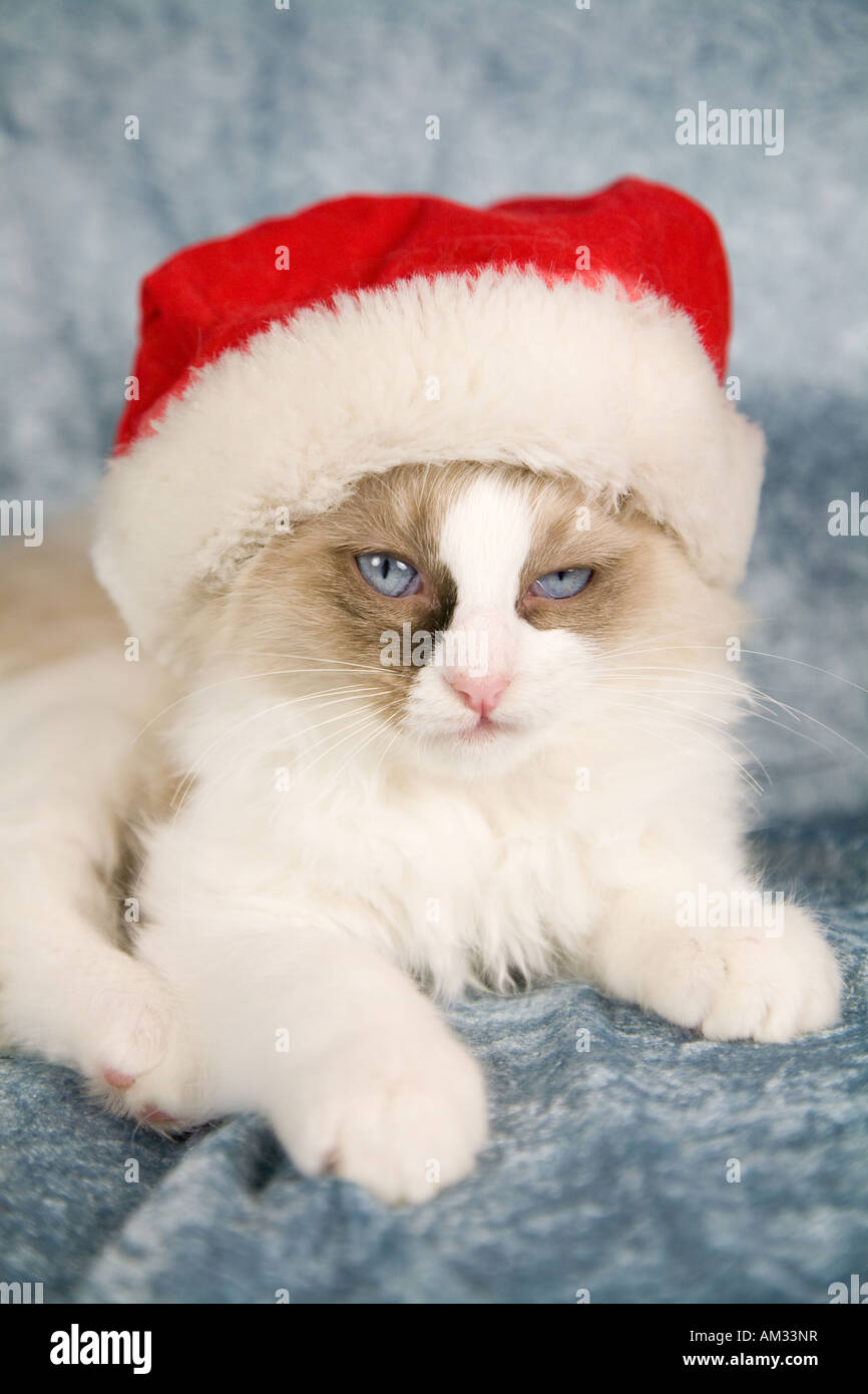 Niedliche kleine Ragdoll Kätzchen auf der Suche amüsiert nicht mit dem tragen einer Weihnachtsmütze Stockfoto