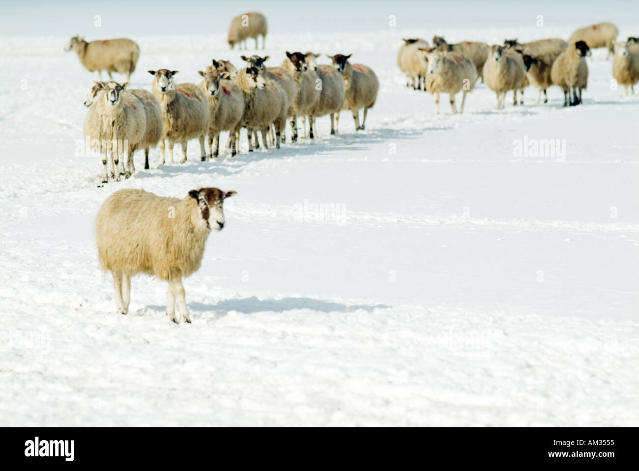 Schafe im Schnee in North Yorkshire Moorswilderness wilden kalten Winter Schnee Frost Einfrieren Eis Saison ländlichen Isolierung isolat Stockfoto