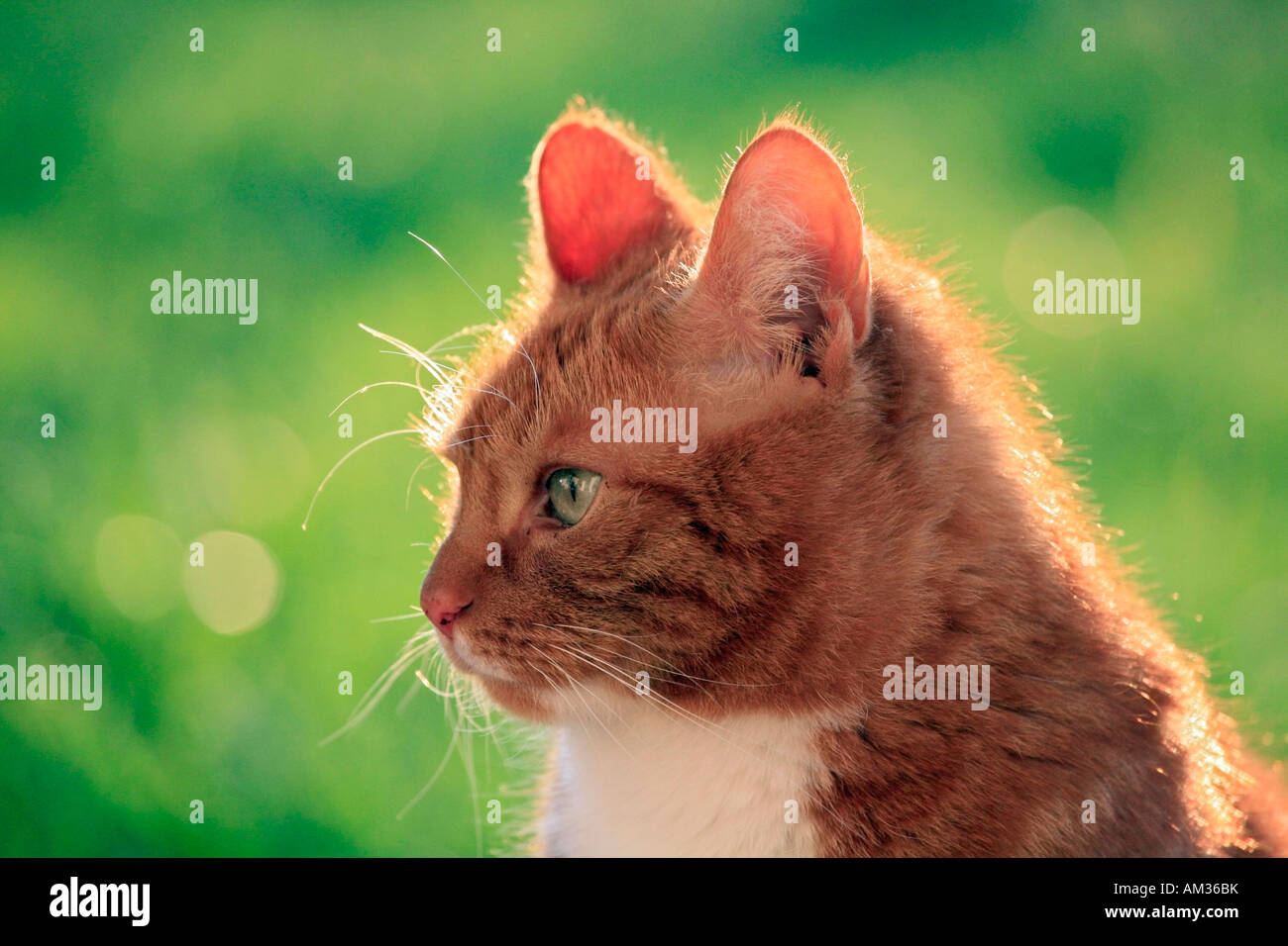 Rot Tabby Katze, Porträt Stockfoto