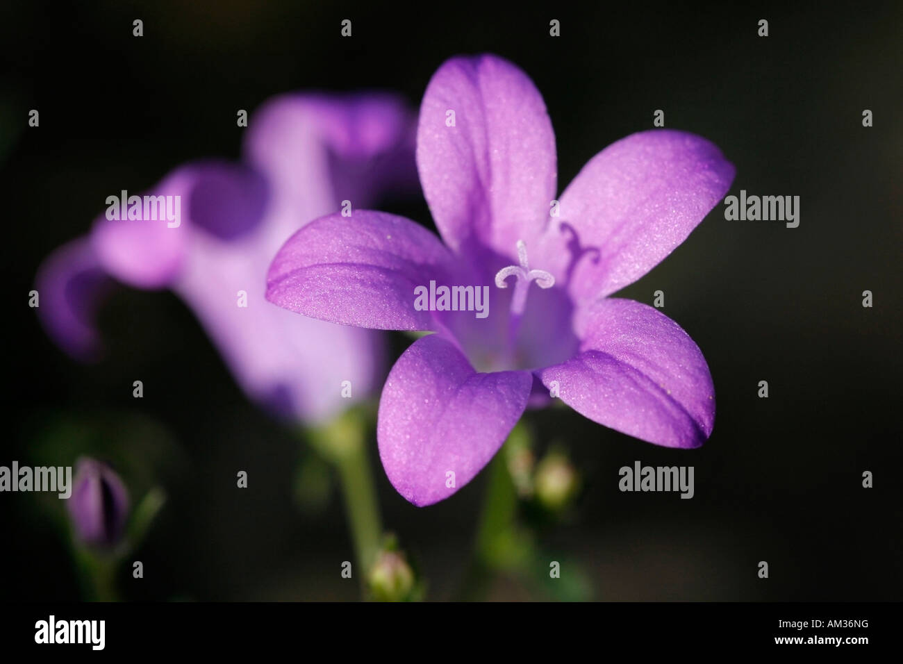 Bell-Blume, Blüte, Zucht, Hybrid, campanula Stockfoto