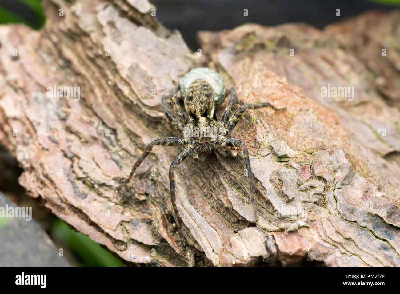 Eine Wolfspinne (Pardosa Amentata) mit einem Ei Sac auf ein Stück Rinde. UK Stockfoto