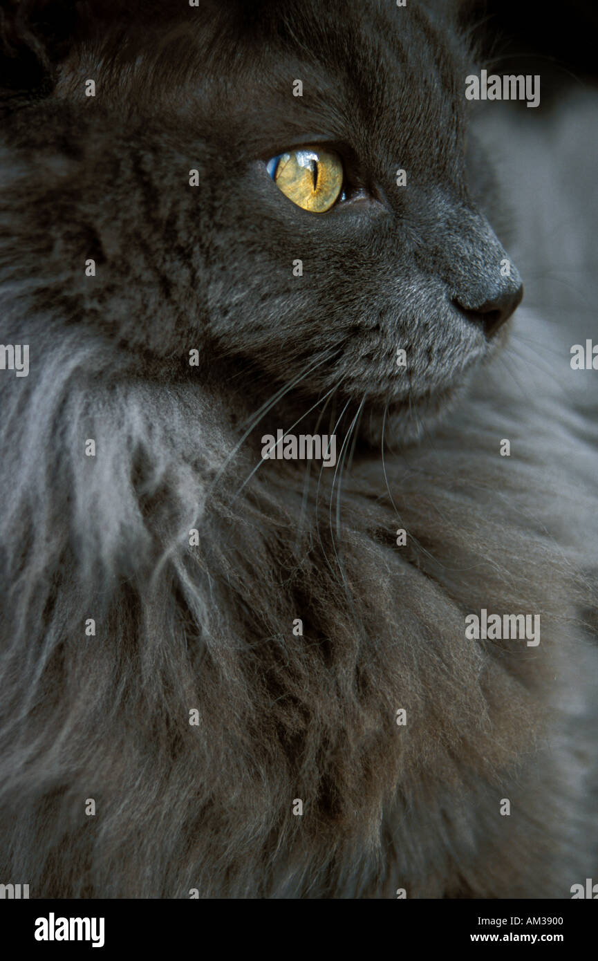 Porträt der schönen grau Langhaar Katze mit gelben Augen Stockfotografie -  Alamy