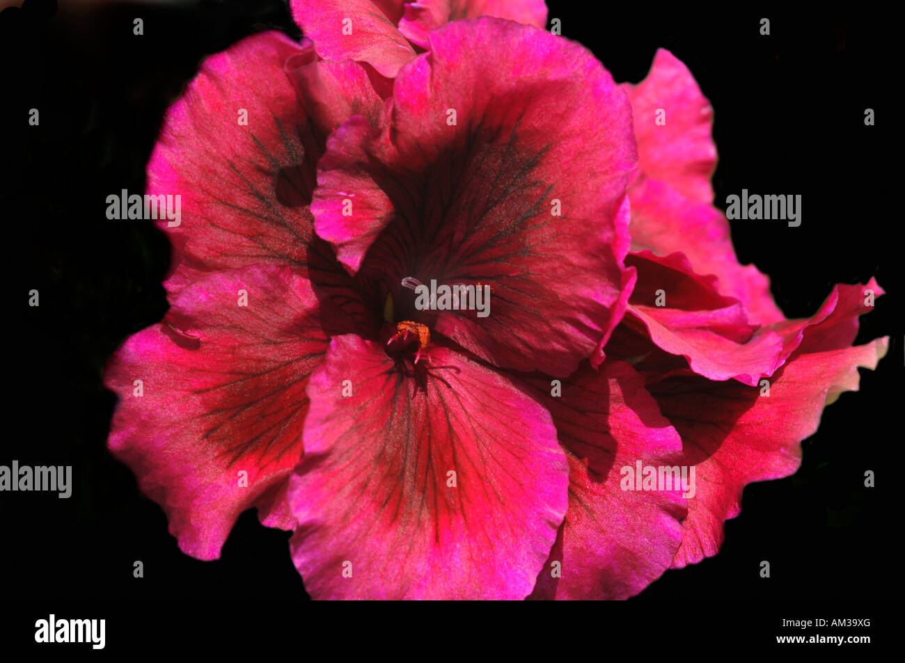 Eine Nahaufnahme Bild einer königlichen Pelargonium Blume Stockfoto