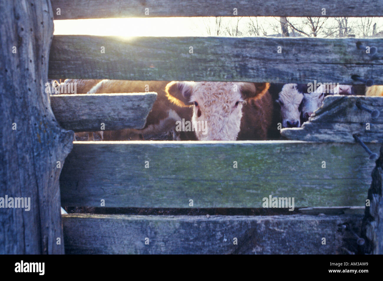 Blick durch Holzlatten Rinderfarm MO Kuh Stockfoto