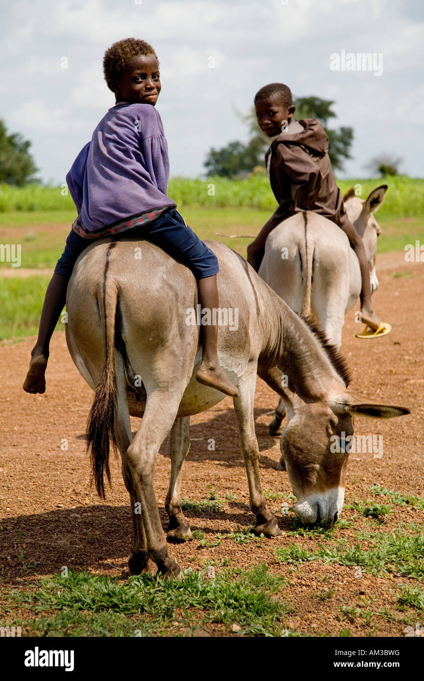 Junge Burschen fahren Esel in Ghana Stockfoto