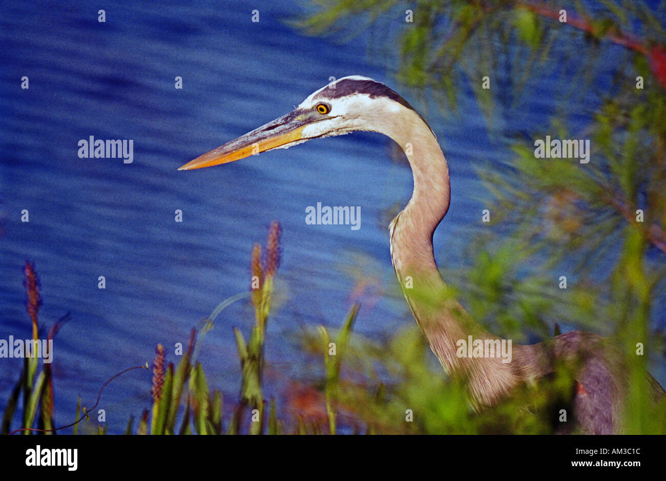 Wild Great Blue Heron Ardea Herodias Wasser Vogel Angeln am Loxahatchee National Wildlife Refuge Florida Everglades Stockfoto