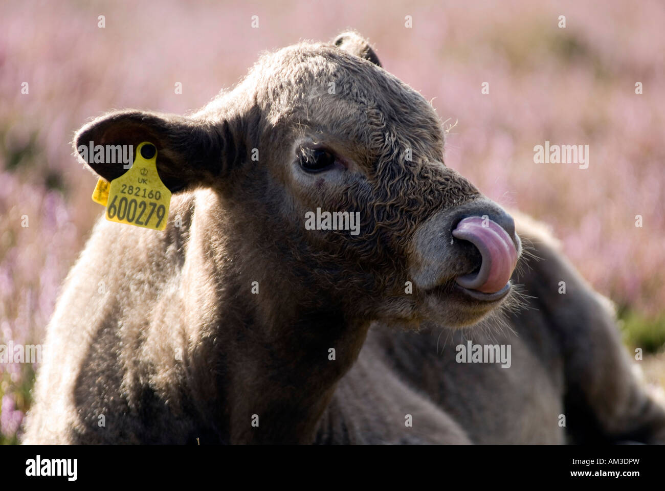 Kühe im New Forest, Dorset, Großbritannien, Europa Stockfoto