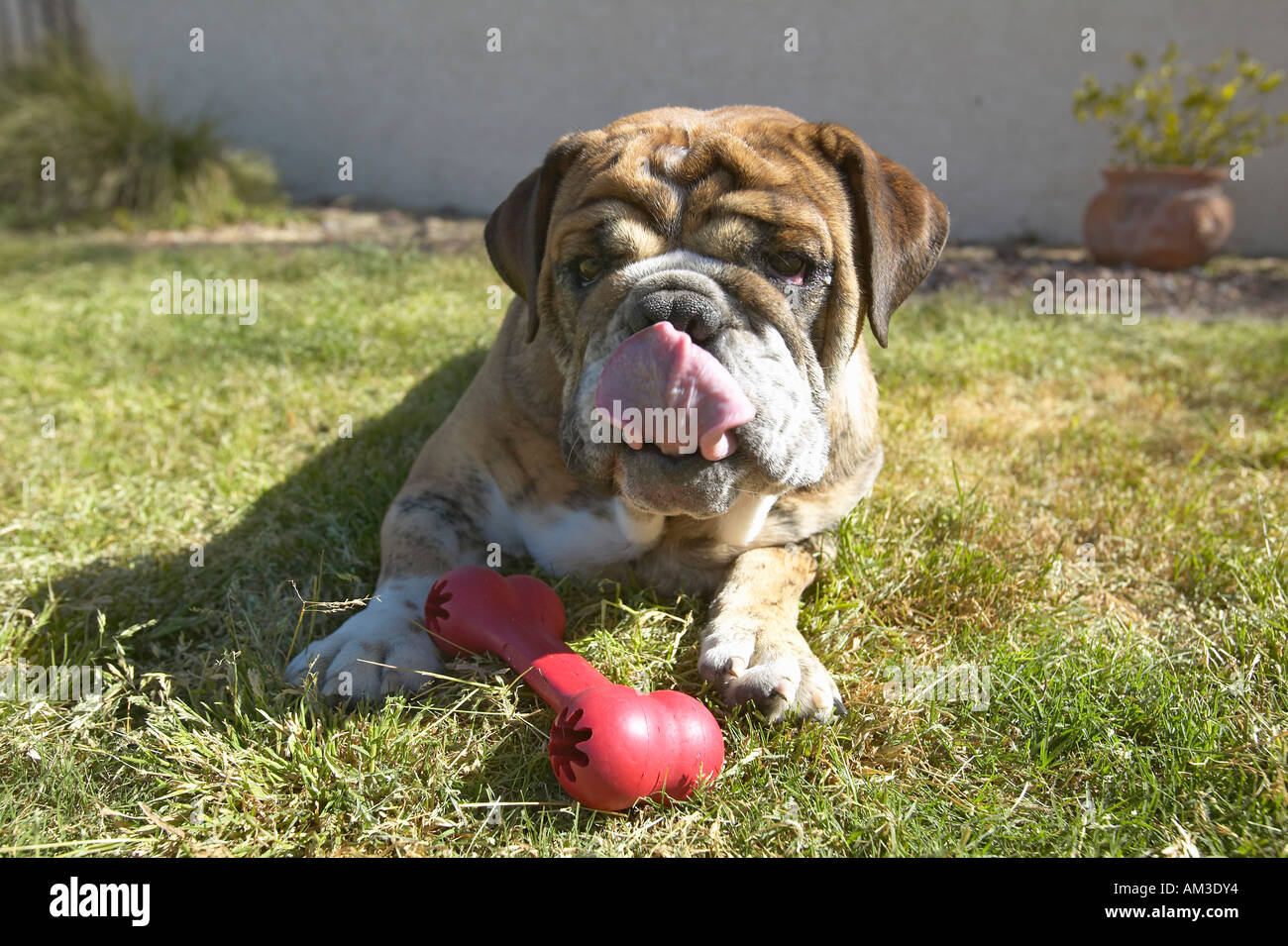 Englische Bulldogge mit roten Knochen namens Luka spielen im Hinterhof in Tucson AZ Stockfoto