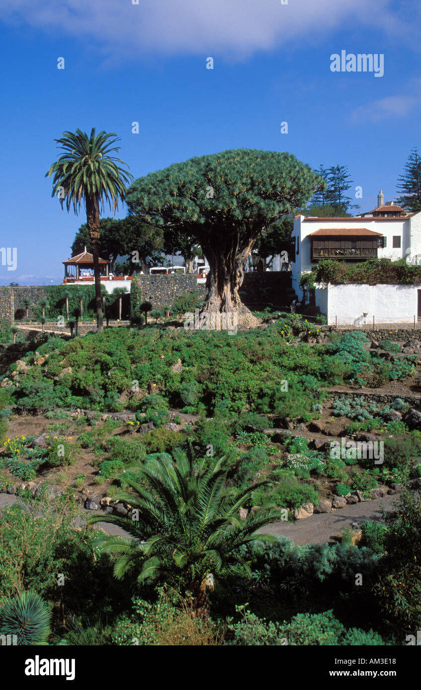 Teneriffa, Icod de los Vinos, Gummibaum, Ficus, Luftwurzeln Stockfotografie  - Alamy