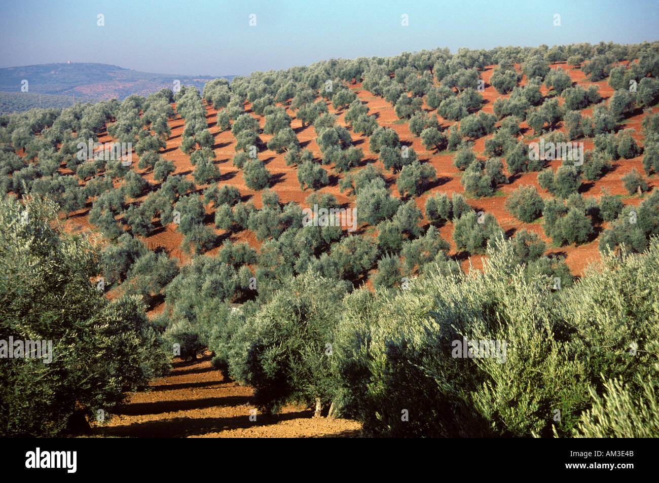 Olivenbume (Olea Europaea). Bume in Reihen. Provinz Jaen. Andalusien.  Spanien Stockfotografie - Alamy