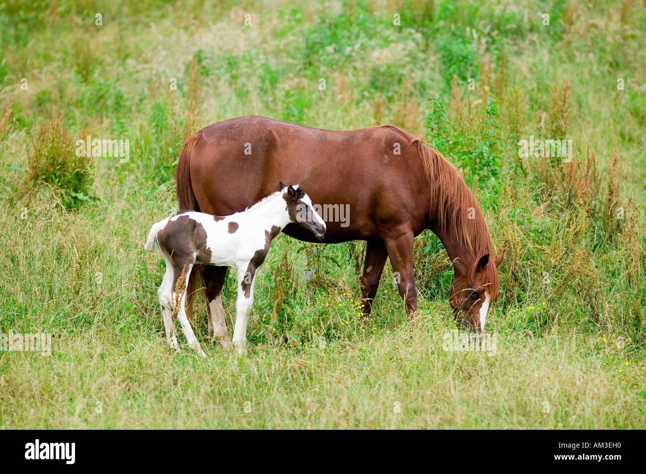 Colt und Mutter Pferd am Blue Ridge Parkway Virginia Stockfoto