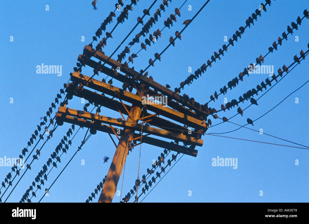 Silhouette der Vögel auf Telefonleitung Stockfoto