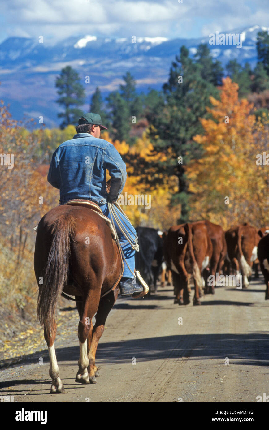 Almabtrieb auf Pfadfinderin Road Ridgeway CO Stockfoto