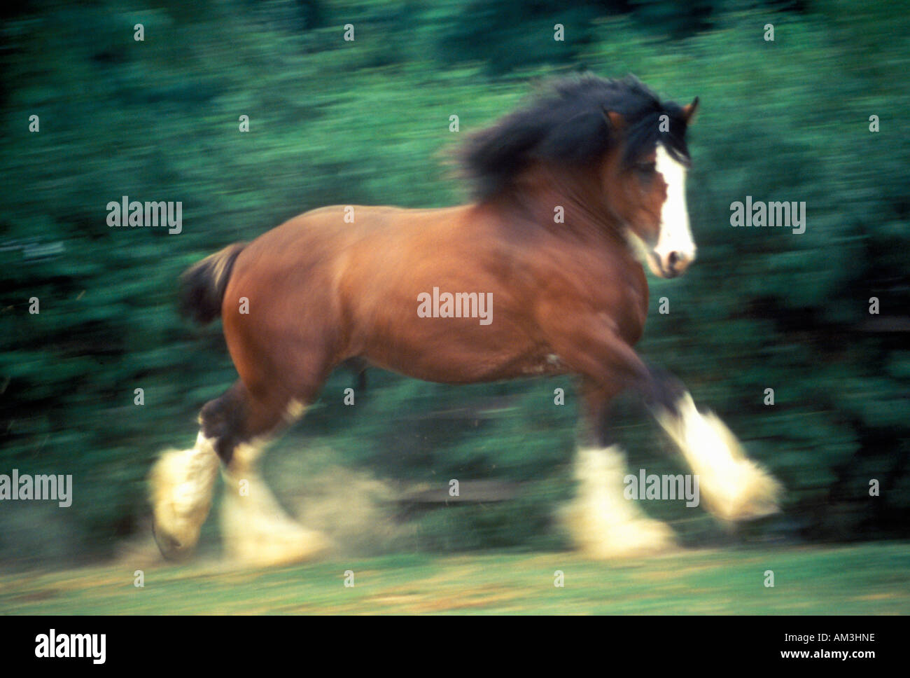 Tanzende Clydesdale Pferd St Louis MO Stockfoto